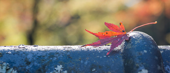 Autumn-Roofing-Blog-CROP