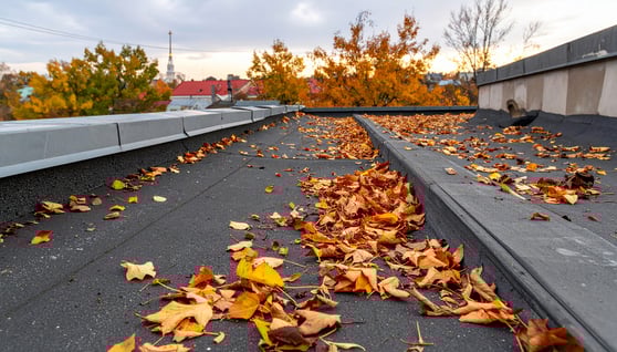 Falling Leaves on Roof - Blog